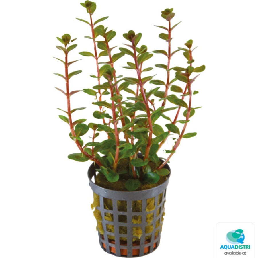 Rotala Blood Red | In Terracotta ring