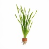Vallisneria Asiatica | Schroefvallisneria | in Terracotta Ring