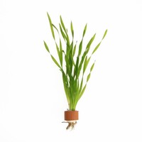 Vallisneria Asiatica | Schroefvallisneria | in Terracotta Ring