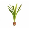 Vallisneria Giganthea | Reuze Moerasplant | in Terracotta Ring