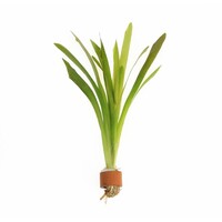 Vallisneria Giganthea | Reuze Moerasplant | in Terracotta Ring