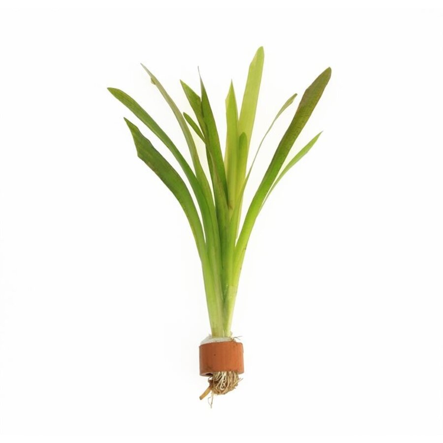 Vallisneria Giganthea | Reuze Moerasplant | in Terracotta Ring