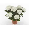 Hydrangea macrophylla Hi White Sun | 14 cm pot | ca. 30 cm hoog
