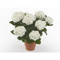 Hydrangea macrophylla ‘Hi White Sun’ (hortensia) | witbloeiend | ca. 30 cm hoog | in 14 cm pot | voor tuin, terras en balkon