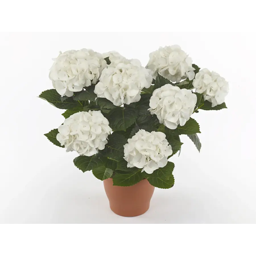 Hydrangea macrophylla ‘Hi White Sun’ (hortensia) | witbloeiend | ca. 30 cm hoog | in 14 cm pot | voor tuin, terras en balkon