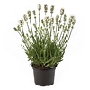 Lavandula angustifolia ‘Aromance White’ | lavendel | 13 cm pot | ±25 cm hoog