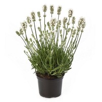 Lavandula angustifolia ‘Aromance White’ (witte lavendel) | ±25 cm hoog | in 13 cm pot | geurende tuinplant voor zon