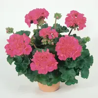 Pelargonium (Zonale) Pelfi Tango Violet | Violet bloeiende staande geranium | 10 cm pot | ± 15 cm hoog