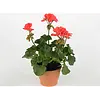 Pelargonium (Zonale) Toscana Sil Lisa | 25 cm hoog | 10 cm pot