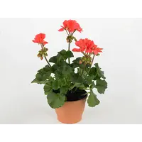 Pelargonium (Zonale) Toscana Sil Lisa | Staande geranium | 25 cm hoog | In 10 cm pot