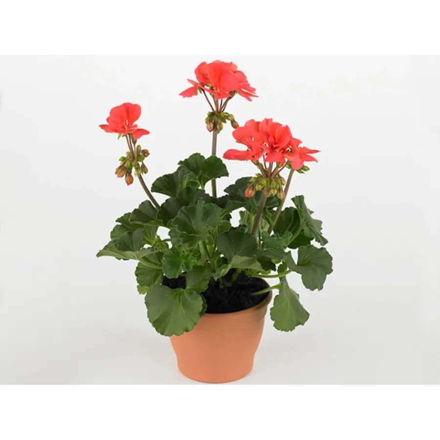 Pelargonium (Zonale) Toscana Sil Lisa | Staande geranium | 25 cm hoog | In 10 cm pot