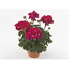 Pelargonium (Zonale) Dolce Vita Mia Purple Eye | 25 cm hoog | 10 cm pot
