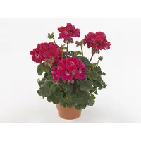 Pelargonium (Zonale) Dolce Vita Mia Purple Eye | Rood met licht centrum | 25 cm hoog | In 10 cm pot