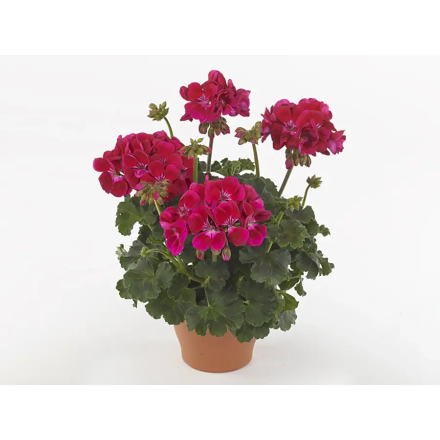 Pelargonium (Zonale) Dolce Vita Mia Purple Eye | Rood met licht centrum | 25 cm hoog | In 10 cm pot