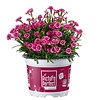 Dianthus Picture Perfect | 10 cm pot | 22 cm hoog