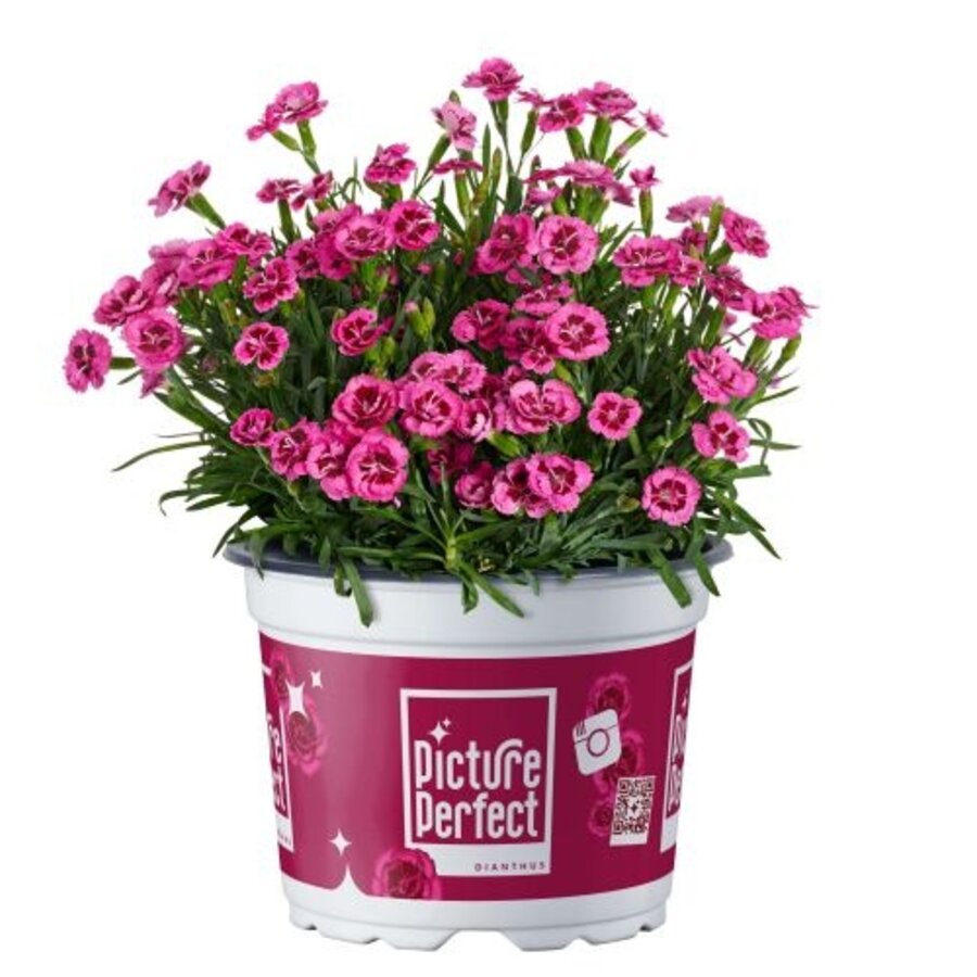 Dianthus Picture Perfect (anjer) | 22 cm hoog | In 10 cm pot | Langbloeiende blikvanger voor pot en border