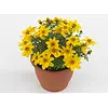 Bidens Eldoro Grande | 10 cm pot | 15 cm hoog