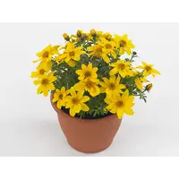 Bidens Eldoro Grande | zonnige doorbloeier | 15 cm hoog | in 10 cm pot