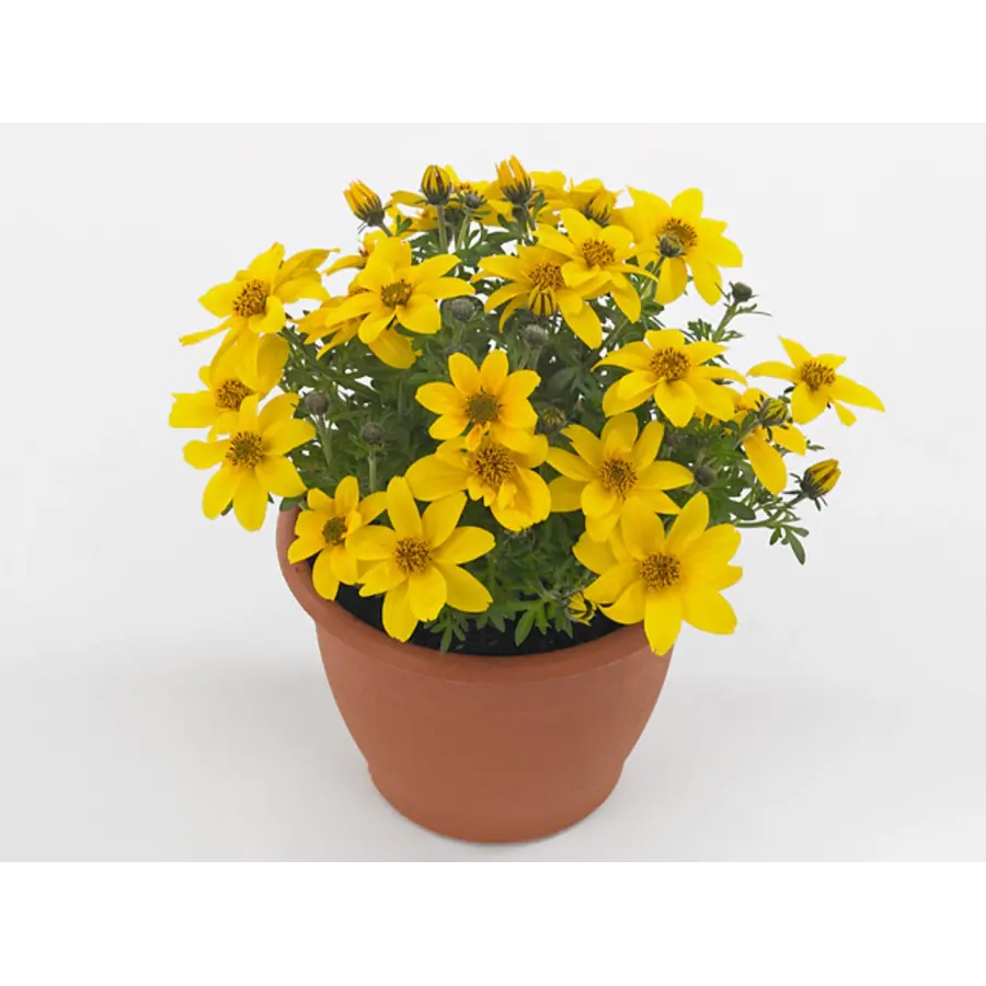 Bidens Eldoro Grande | zonnige doorbloeier | 15 cm hoog | in 10 cm pot