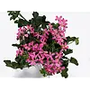 Pelargonium Peltatum ‘Balkon Lila’ | 15 cm hoog | 10 cm pot