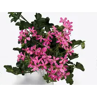 Pelargonium Peltatum ‘Balkon Lila’ (hanggeranium) | ca. 15 cm hoog bij levering | In 10 cm pot | Lila bloei voor balkon en terras