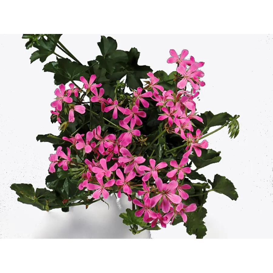 Pelargonium Peltatum ‘Balkon Lila’ (hanggeranium) | ca. 15 cm hoog bij levering | In 10 cm pot | Lila bloei voor balkon en terras
