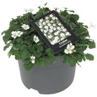 Erodium reichardii 'Album' (Reigersbek) | Witte bodembedekker voor rotstuin en border | 10 cm pot | ca. 5–10 cm hoog