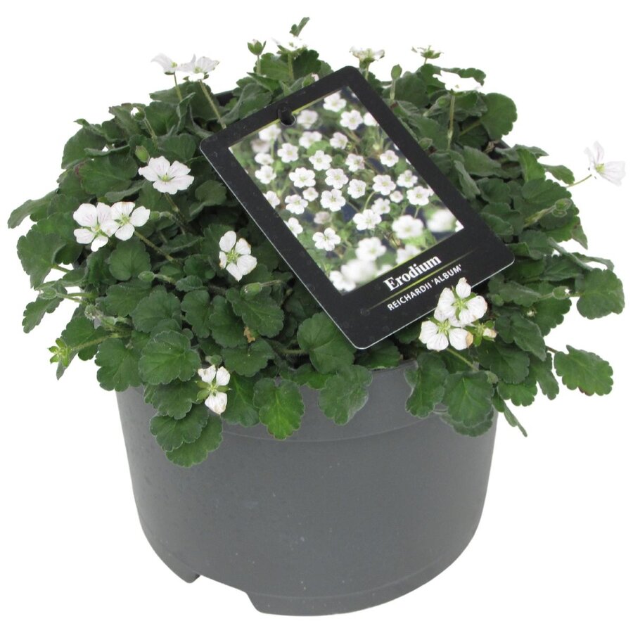 Erodium reichardii 'Album' (Reigersbek) | Witte bodembedekker voor rotstuin en border | 10 cm pot | ca. 5–10 cm hoog