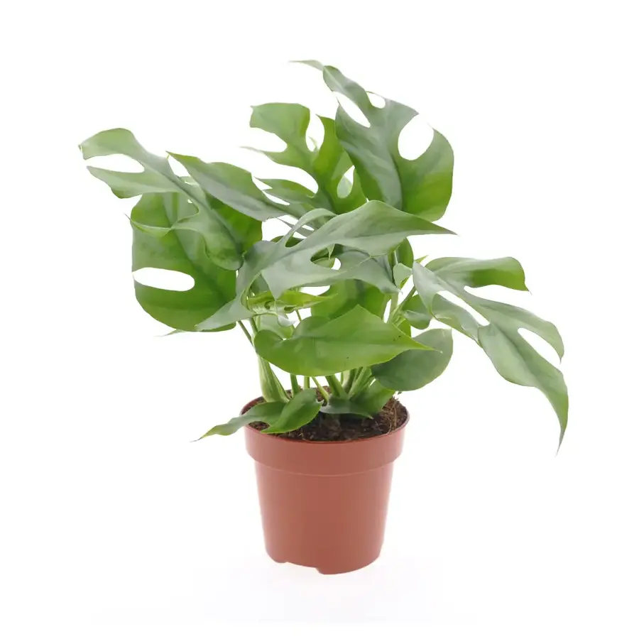Rhaphidophora tetrasperma mini monstera | terrarium en kamerplant | 12 cm pot | 30 cm hoog
