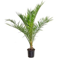 Phoenix canariensis (Canarische dadelpalm) | 130 cm hoog | In 19 cm pot | Mediterrane kuipplant voor tuin en terras