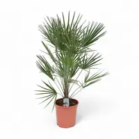 Chamaerops humilis (Europese dwergpalm) | 95 cm hoog | In 17 cm pot | Sterke kuippalm voor tuin, balkon en terras