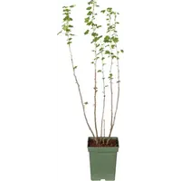 Ribes nigrum (zwarte bes) | 100 cm hoog | In 18 cm pot | Winterharde bessenstruik voor tuin en moestuin