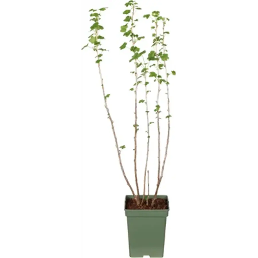 Ribes nigrum (zwarte bes) | 100 cm hoog | In 18 cm pot | Winterharde bessenstruik voor tuin en moestuin
