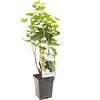Ribes nigrum | Zwarte bes | 100 cm hoog | 18 cm pot