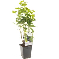 Ribes nigrum (zwarte bes) | 100 cm hoog | In 18 cm pot | Winterharde bessenstruik voor tuin en moestuin