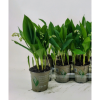 Lelietje-van-dalen (Convallaria majalis) | Geurende voorjaarsbloeier | 10–15 cm hoog | In 12 cm pot