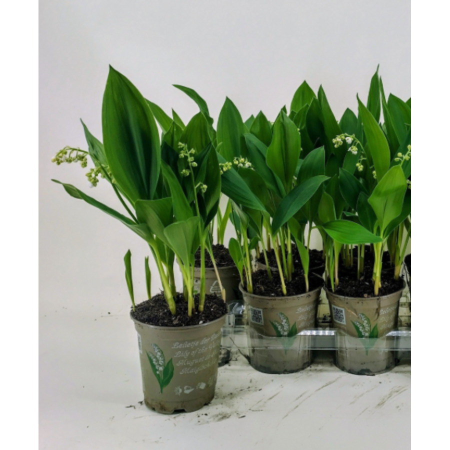 Lelietje-van-dalen (Convallaria majalis) | Geurende voorjaarsbloeier | 10–15 cm hoog | In 12 cm pot