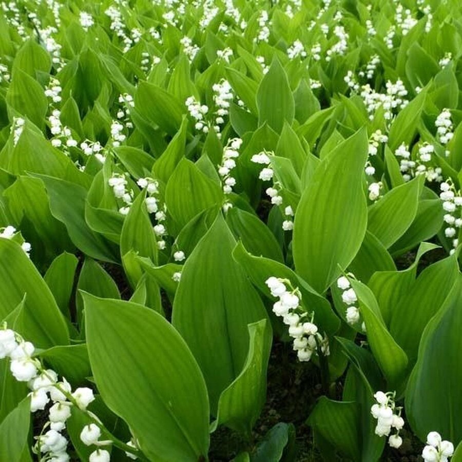 Lelietje-van-dalen (Convallaria majalis) | Geurende voorjaarsbloeier | 10–15 cm hoog | In 12 cm pot