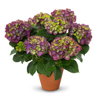 Hortensia (Hydrangea macrophylla 'Ningbo' paars) | Compacte bloeier | 30 cm hoog | In 13 cm pot