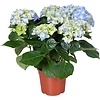 Bolhortensia Early Blue | 35 cm hoog | 14 cm pot