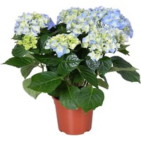 Bolhortensia Hydrangea macrophylla Early Blue | Blauwe hortensia | 35 cm hoog | 14 cm pot