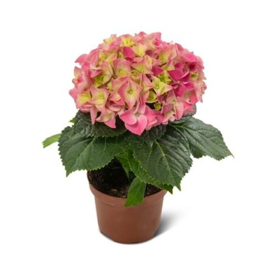 Hydrangea macrophylla Hi Ocean roze hortensia | 20 cm hoog | In 10 cm pot | Rijkbloeiende tuinplant