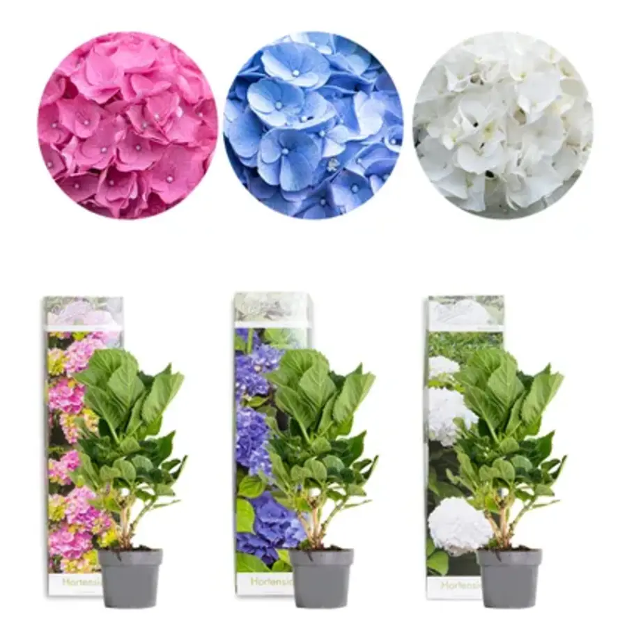 Hydrangea macrophylla gemengd | Hortensia in 10 cm pot | ca. 15 tot 25 cm hoog | Verkoop per stuk