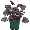Heuchera micrantha 'Palace Purple' | Purperklokje | 35 cm hoog | 13 cm pot