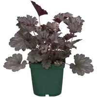 Heuchera micrantha 'Palace Purple' (Purperklokje) | 35 cm hoog | In 13 cm pot | Sterke vaste plant met purper blad