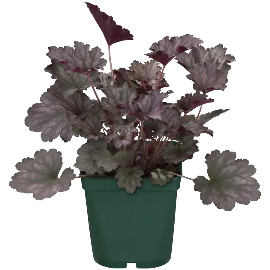 Heuchera micrantha 'Palace Purple' (Purperklokje) | 35 cm hoog | In 13 cm pot | Sterke vaste plant met purper blad