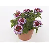 Verbena Drums Purple Red | ca. 5 tot 10 cm hoog | 10 cm pot