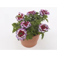 Verbena Drums Purple Red | paarsrode verbena | ca. 5 tot 10 cm hoog | in 10 cm pot | voor pot, border en balkon