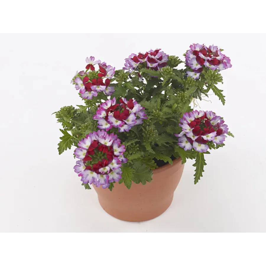 Verbena Drums Purple Red | paarsrode verbena | ca. 5 tot 10 cm hoog | in 10 cm pot | voor pot, border en balkon