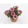 Verbena Drums Red + White | 10 cm pot | ca. 10 tot 15 cm hoog